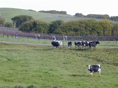 Point Reyes Vineyard Inn Каліфорнія-Сіті Екстер'єр фото