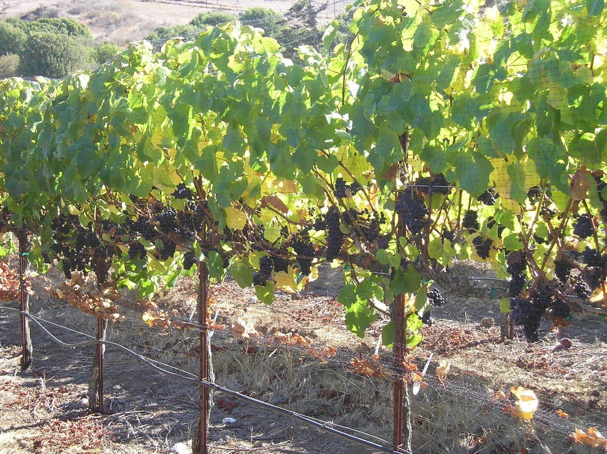 Point Reyes Vineyard Inn Каліфорнія-Сіті Екстер'єр фото